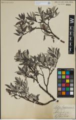 Foto von Salix lapponum L.